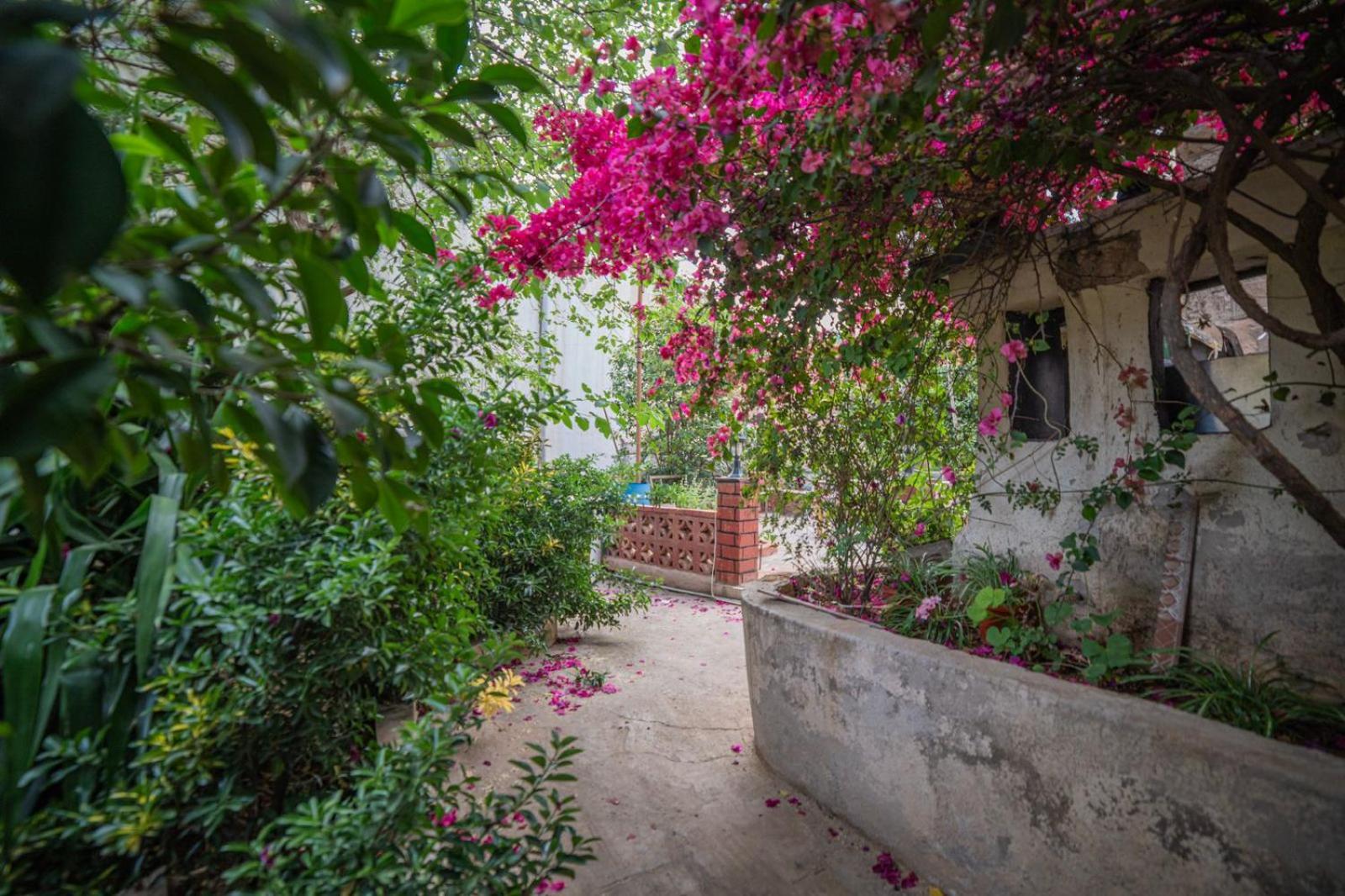 Central House With Beautiful Garden Амман Екстер'єр фото